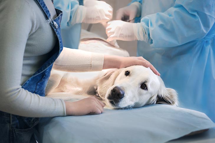 Golden Retriever getting comforted while lying on a table at the vet.