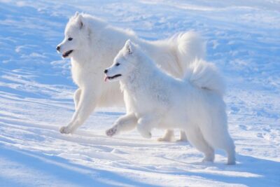 Samoyed mother running in the snow with her puppy.