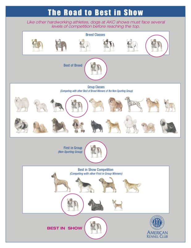 How Does a Dog Win a Dog Show? How Dog Shows Work