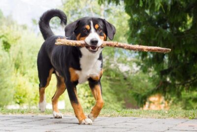 Entlebucher Mountain Dog fetching a stick outdoors.