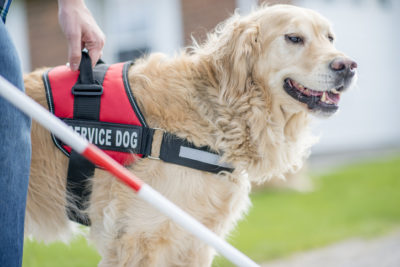 seeing eye dog golden retriever leads owner