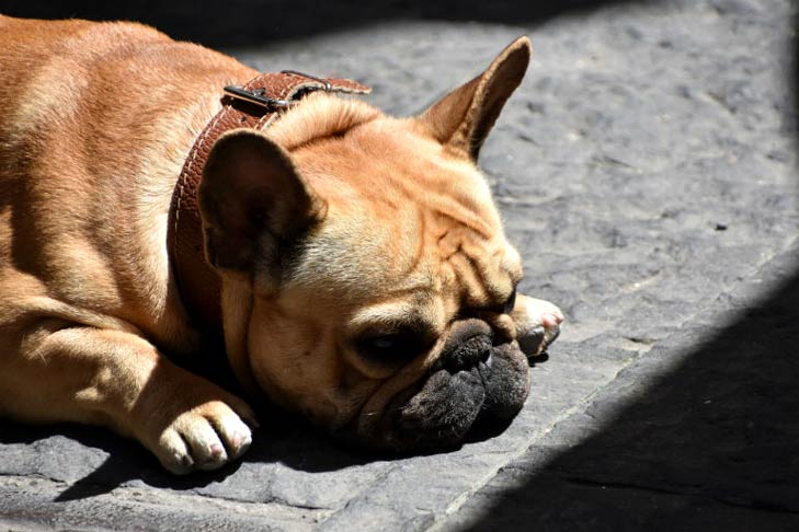French Bulldog lying down on cobblestones