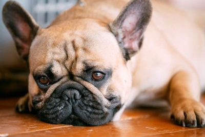 French bulldog lying down