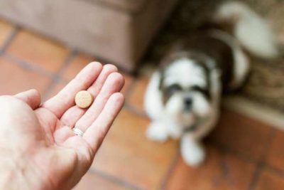 rimadyl for dogs header image