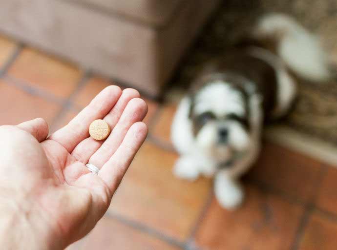 rimadyl for dogs header image