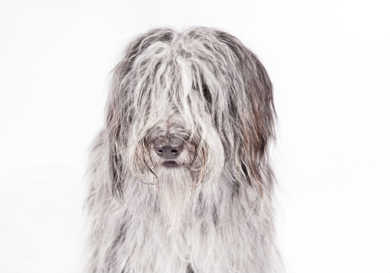 Bergamasco