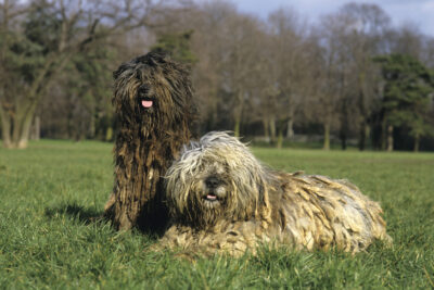 Bergamasco Sheepdogs together in a field.