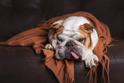 dog flu