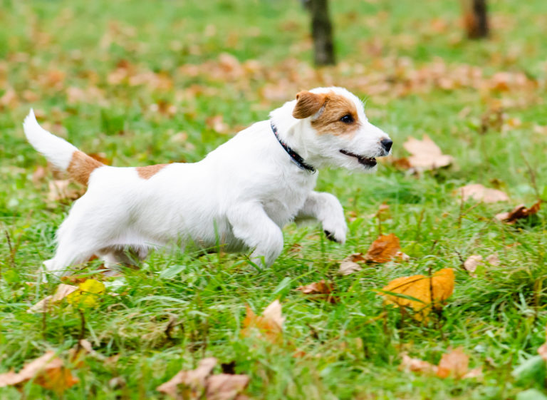 Zoomies Why Your Dog Gets Hyper & Runs in Circles Wet Paws Dog Grooming