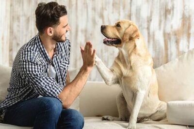 Yellow Labrador retriever sitting on the couch next to a man giving a high-five.