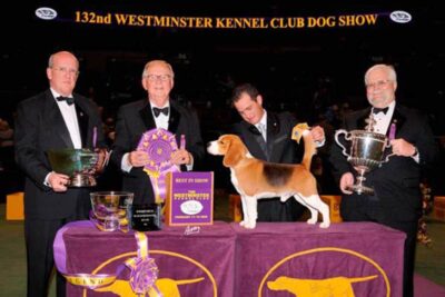Westminster Best in Show Winner 2008: Ch. K-Run’s Park Me In First