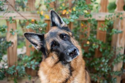 German Shepherd Dog head portrait in the garden.
