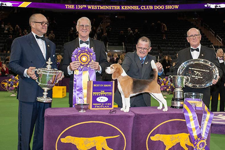 Westminster Best in Show Winner 2015: Ch. Tashtins Lookin For Trouble