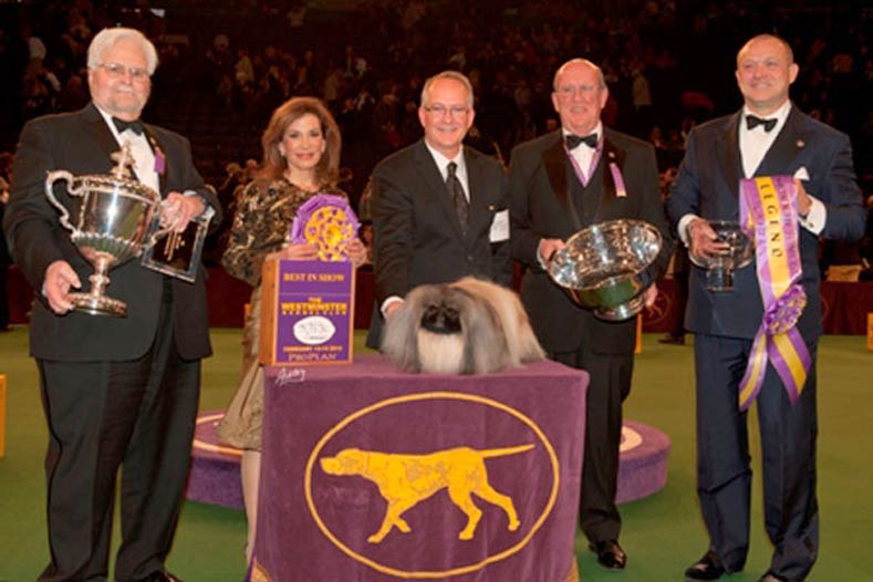 Westminster Best in Show Winner 2012: GCh. Palacegarden Malachy