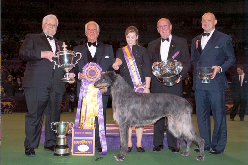 Westminster Best in Show Winner 2011: GCh. Foxcliffe Hickory Wind