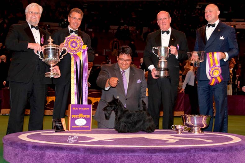 Westminster Best in Show Winner 2010: Ch. Roundtown Mercedes Of Maryscot
