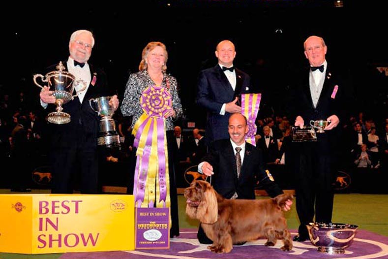 Westminster Best in Show Winner 2009: Ch. Clussexx Three D Grinchy Glee