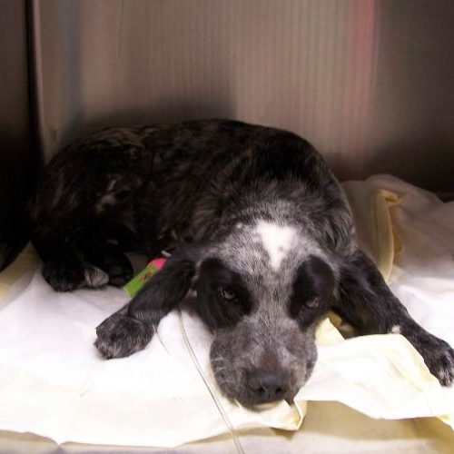 cobber complete puppy