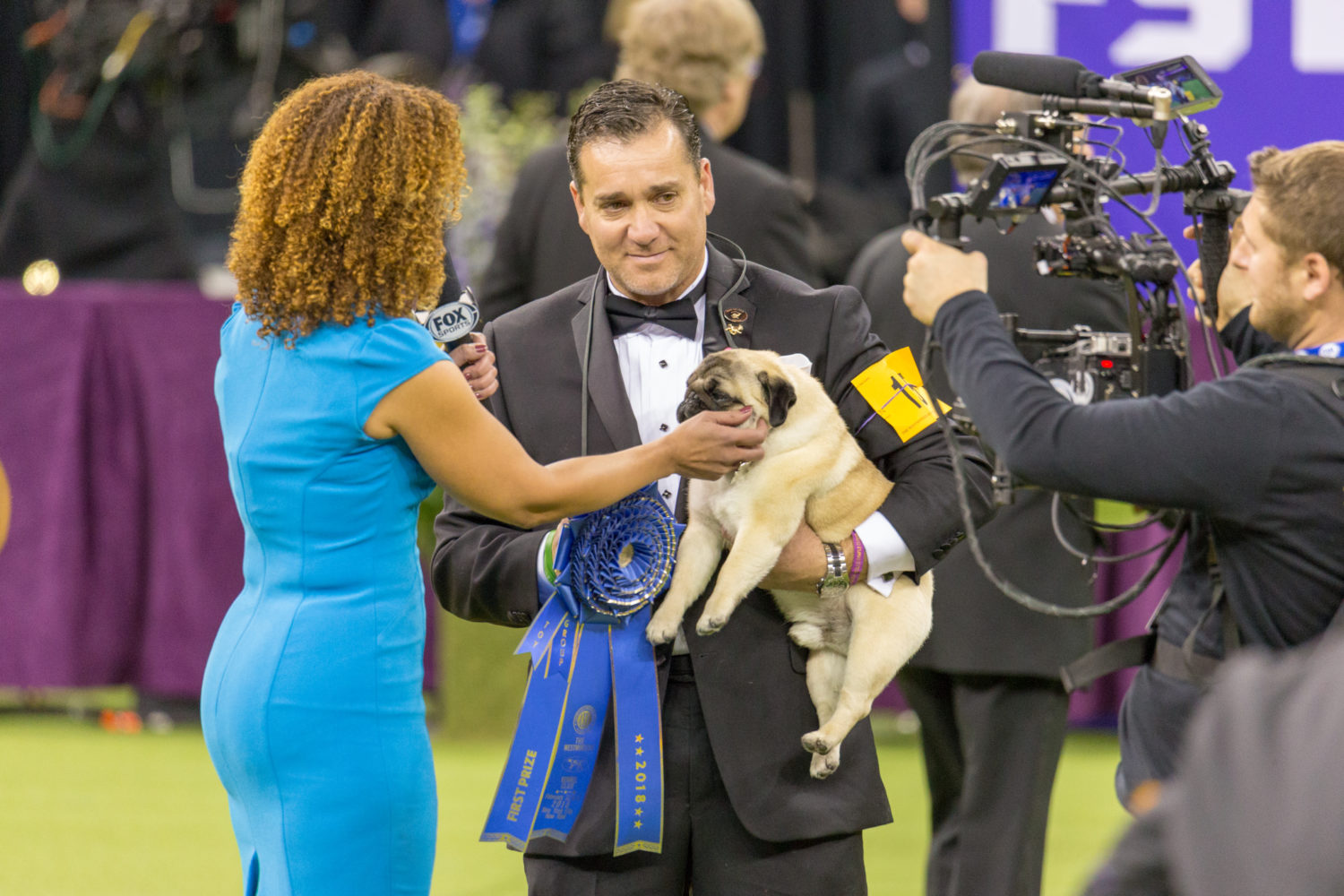 How to Watch The 2019 Westminster Kennel Club Dog Show