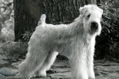 Soft Coated Wheaten Terrier