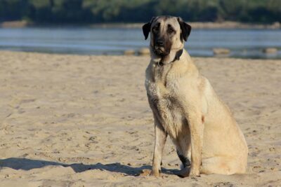 Anatolian Shepherd Dog sitting on the beach.