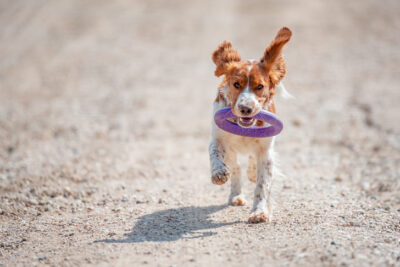 Welsh Springer Spaniel fetching a toy.