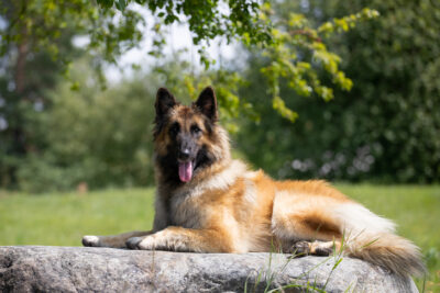 Belgian Tervuren laying down outdoors.
