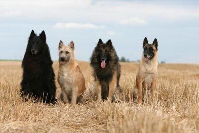 Belgian herding breeds sitting in a field.