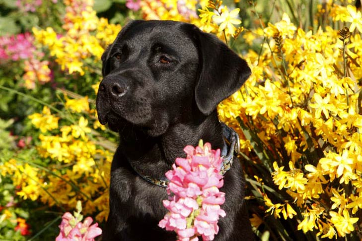 Black labrador retriever in a field of flowers