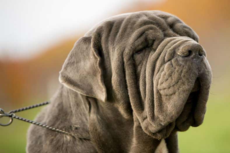 mastiff breeds hero