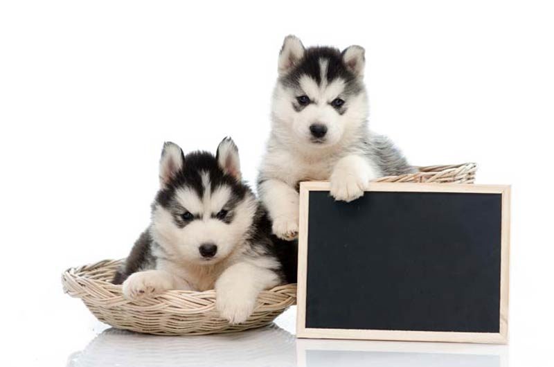 siberian pups chalkboard