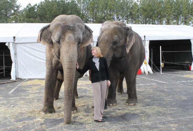 Woman standing in front of two elephants