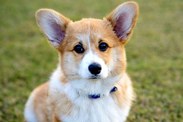 Pembroke Welsh Corgi outside