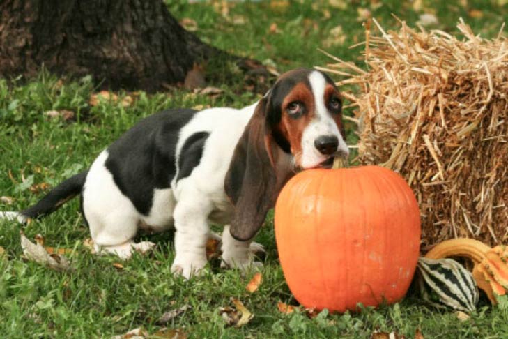 dog diarrhea pumpkin