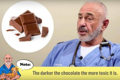 chocolate poisoning in dogs akc vets corner