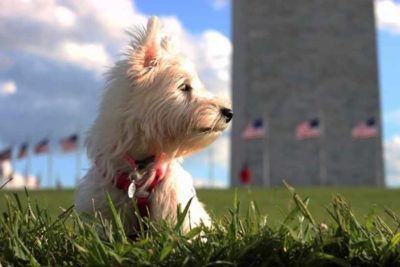 West Highland White Terrier in front of building with American flags