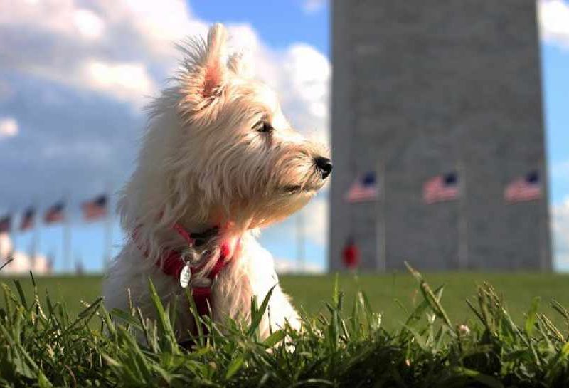 West Highland White Terrier in front of building with American flags