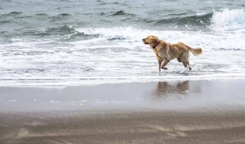 Golden walking along the beach, in the surf