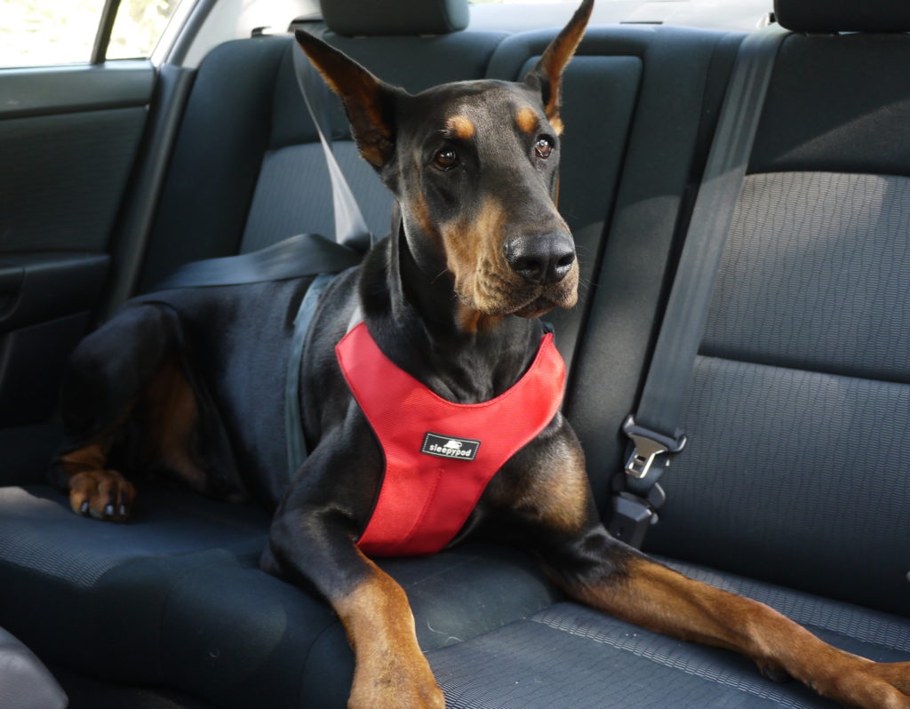 petbarn car harness