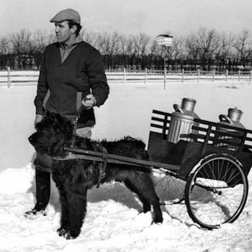 Strength Building With Your Dog American Kennel Club