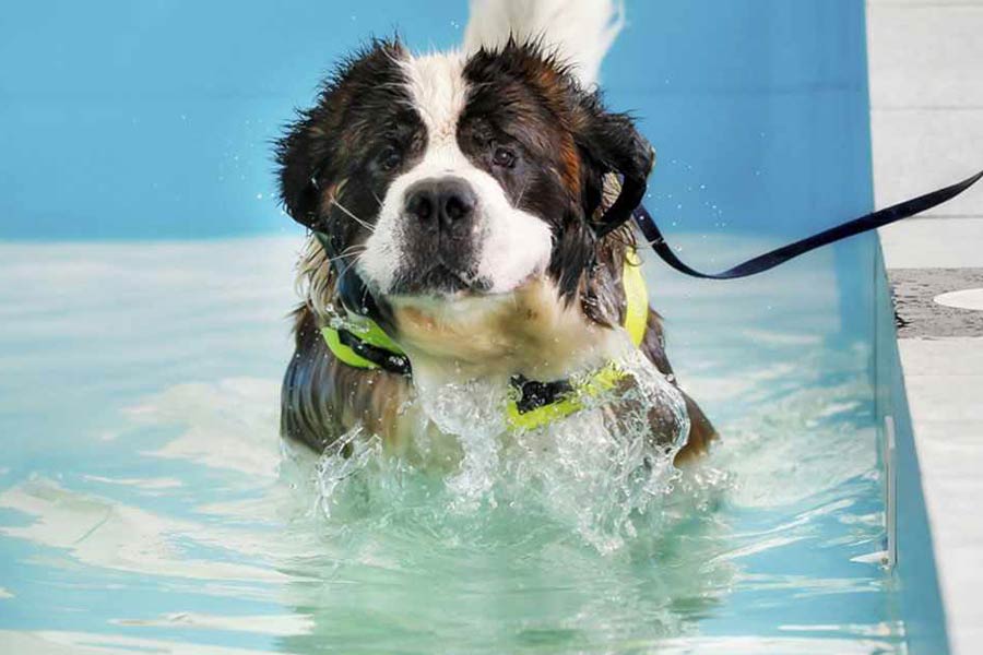 best places for dogs to swim near me