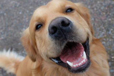 dog wants pork