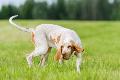 Bracco Italiano hunting dog running in the field wagging tail
