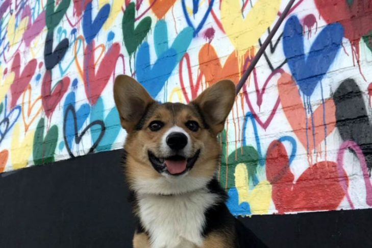 Corgi in front of a graffiti wall