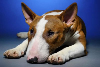 what to do if dog eats chicken bone hero