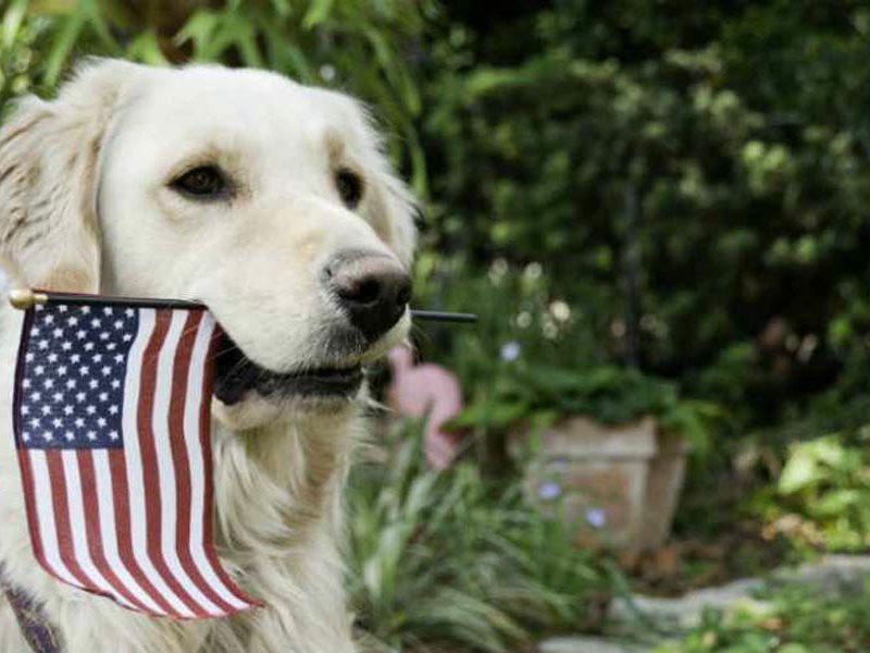 Make it a Dog-Friendly 4th of July