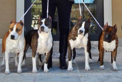 Staffordshire Bull Terrier