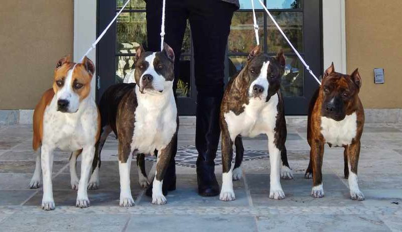 Staffordshire Bull Terrier