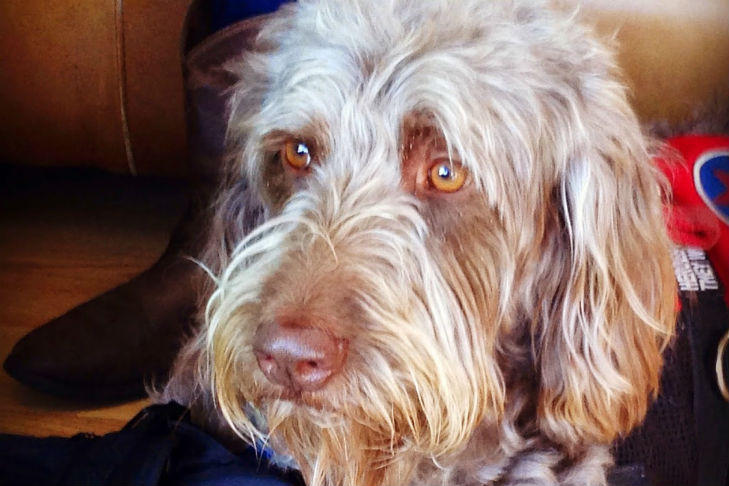 2014 ACE Award Winner Gander
