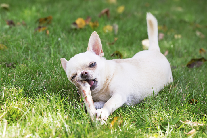 Chihuahua chewing on a bone in the grass.